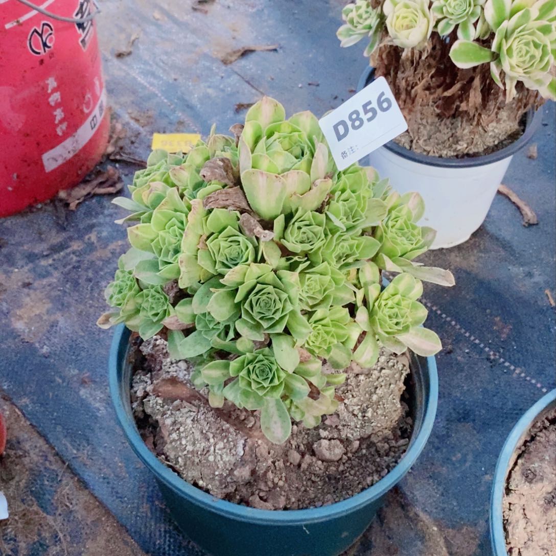 翡翠琉璃多肉法师856