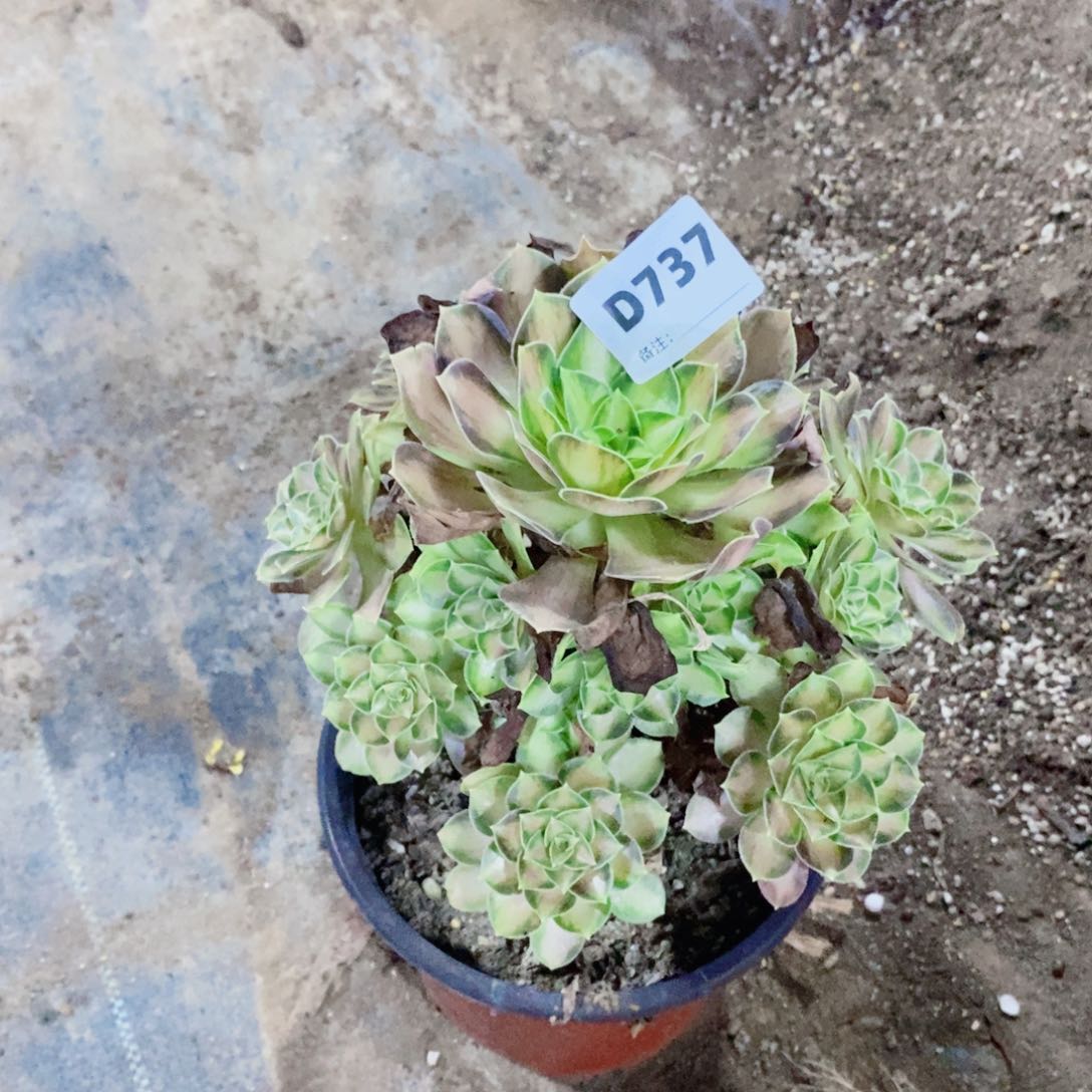 韶华多肉法师737