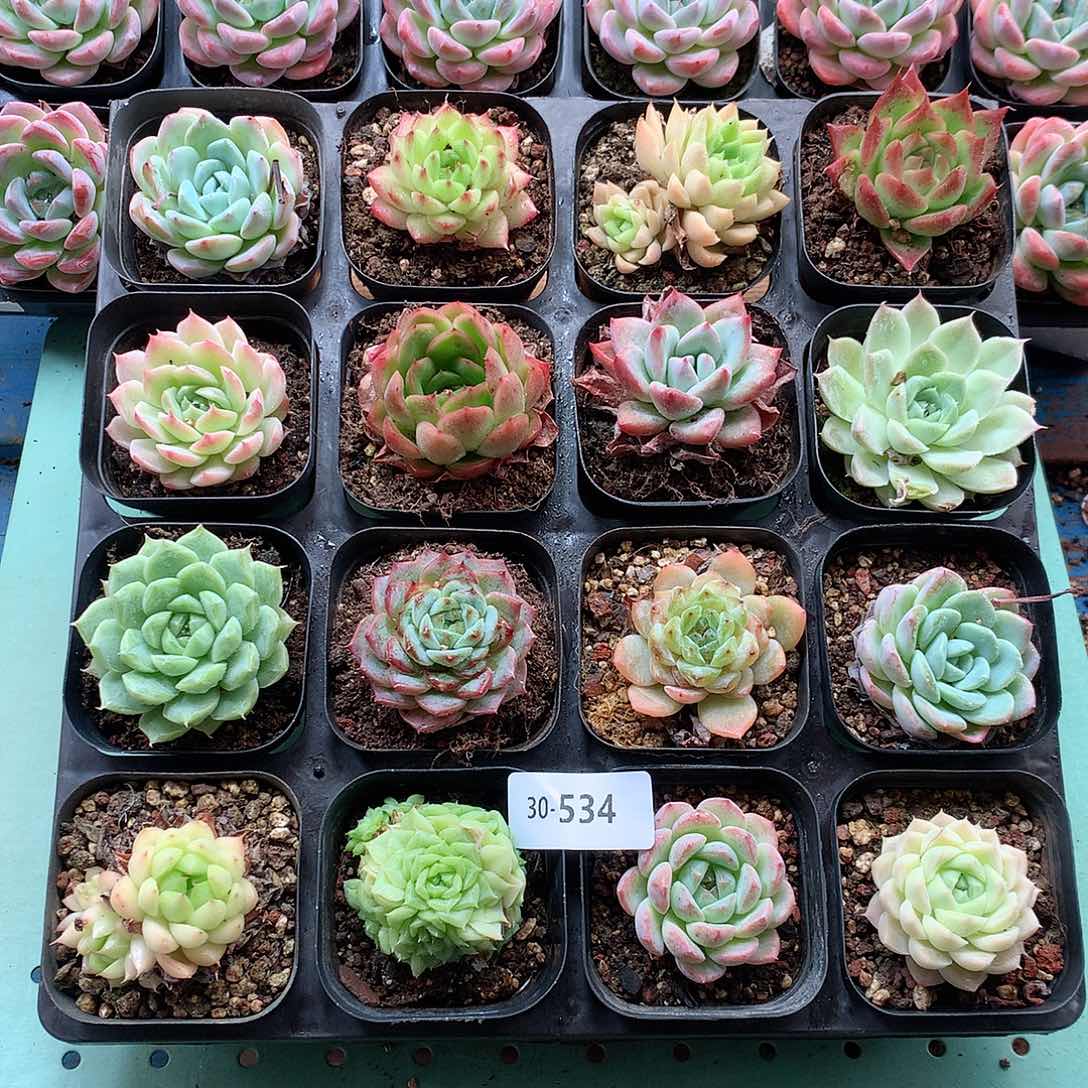 30-534一物一拍带盆土16颗