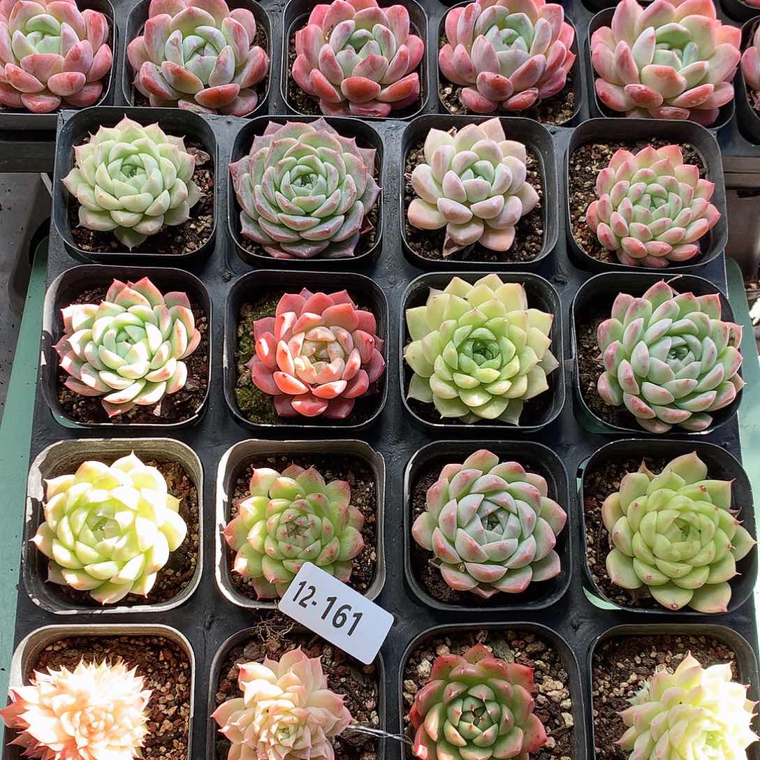 12-161一物一拍带盆16颗