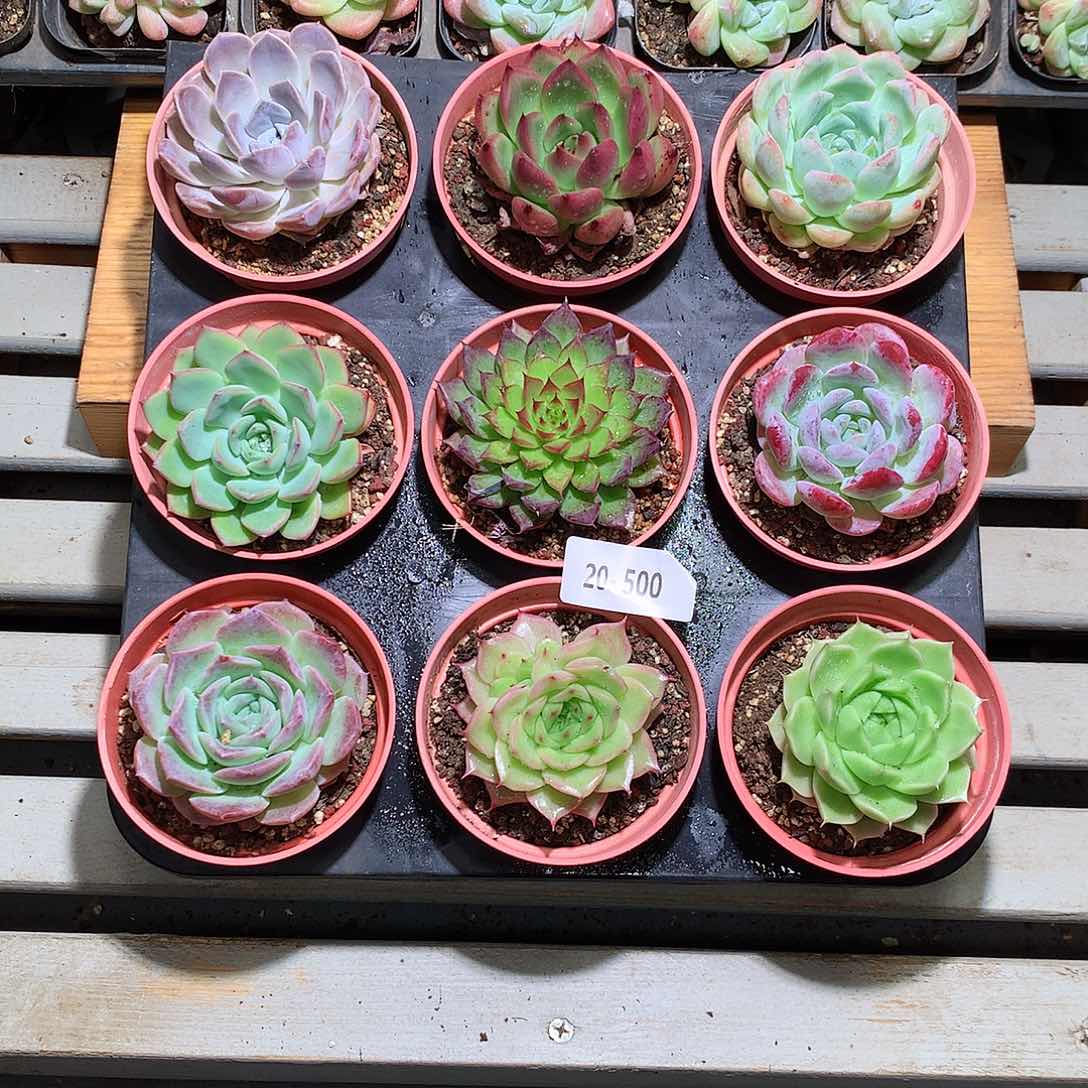 20-501一物一拍带盆土