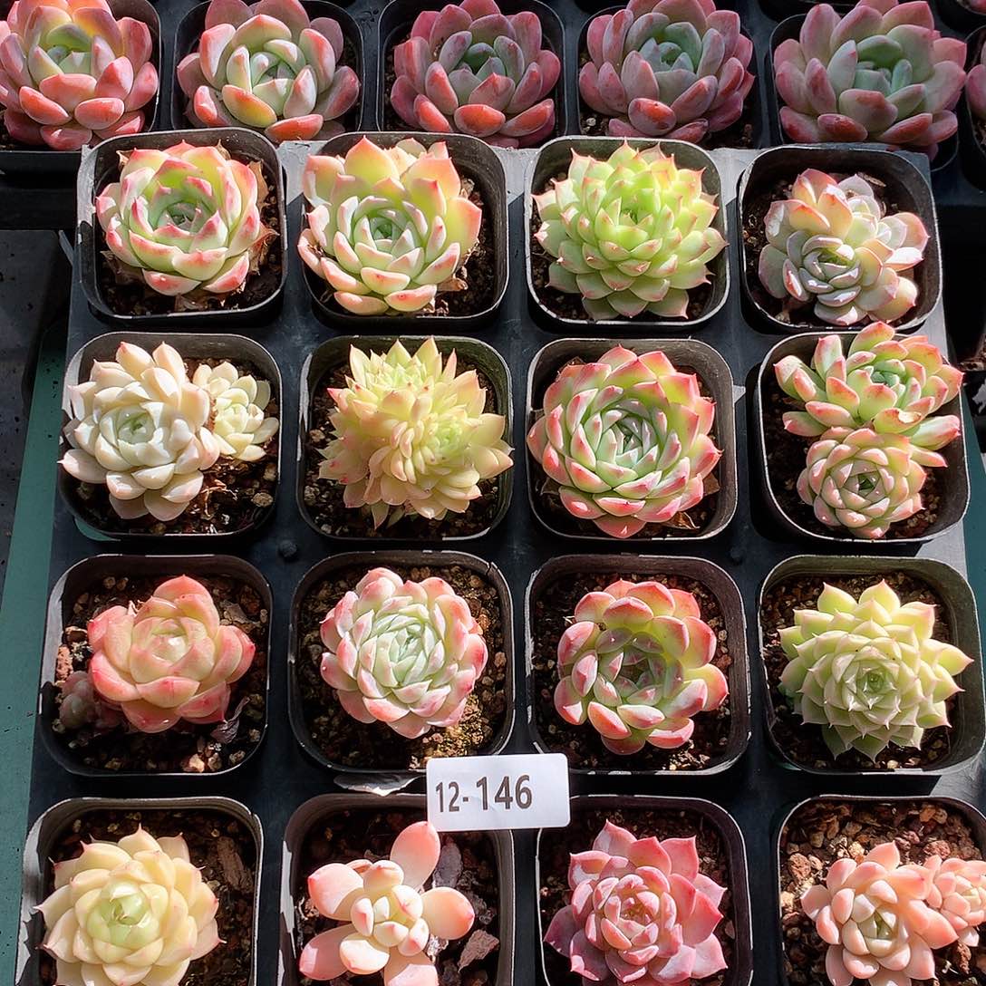 12-146一物一拍带盆16颗