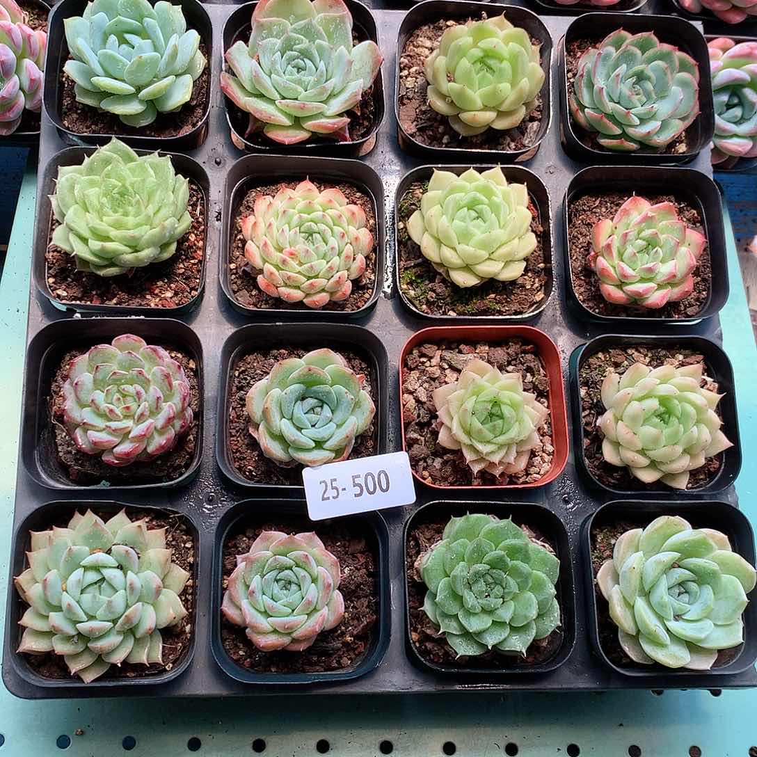 25-500一物一拍带盆16颗