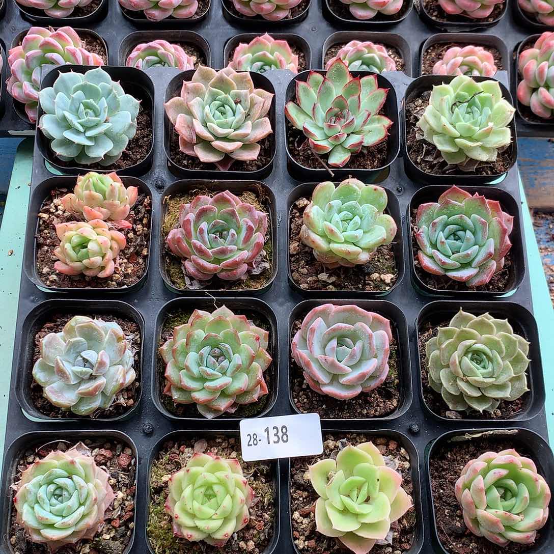 28-138一物一拍带盆16颗