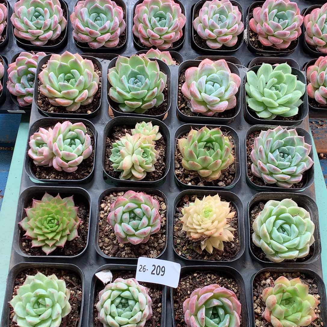 26-209一物一拍带盆16颗