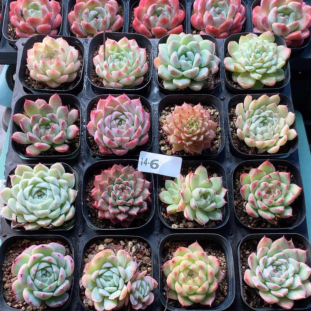 14-6一物一拍带盆16颗