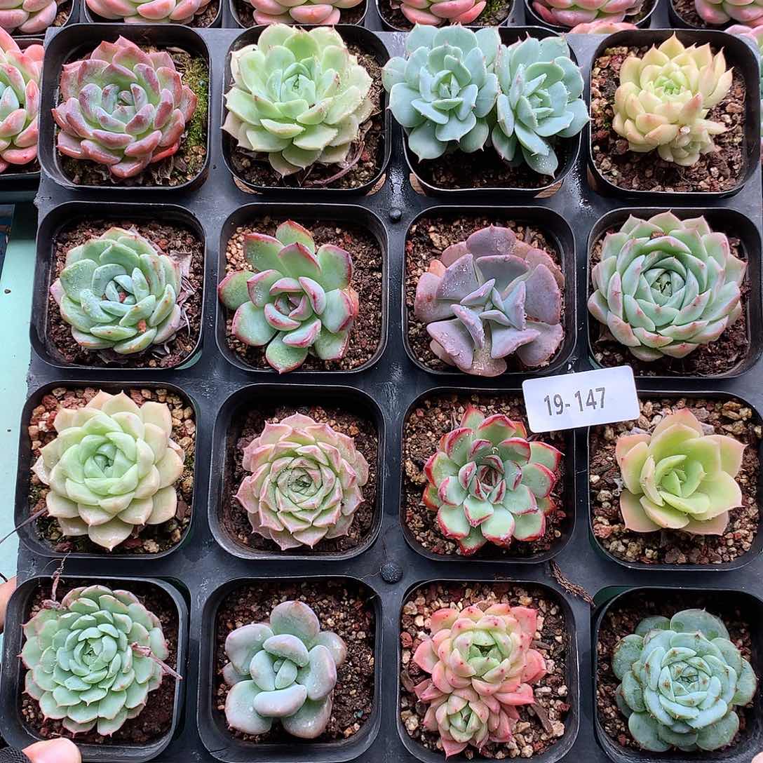 19-147一物一拍带盆土16颗