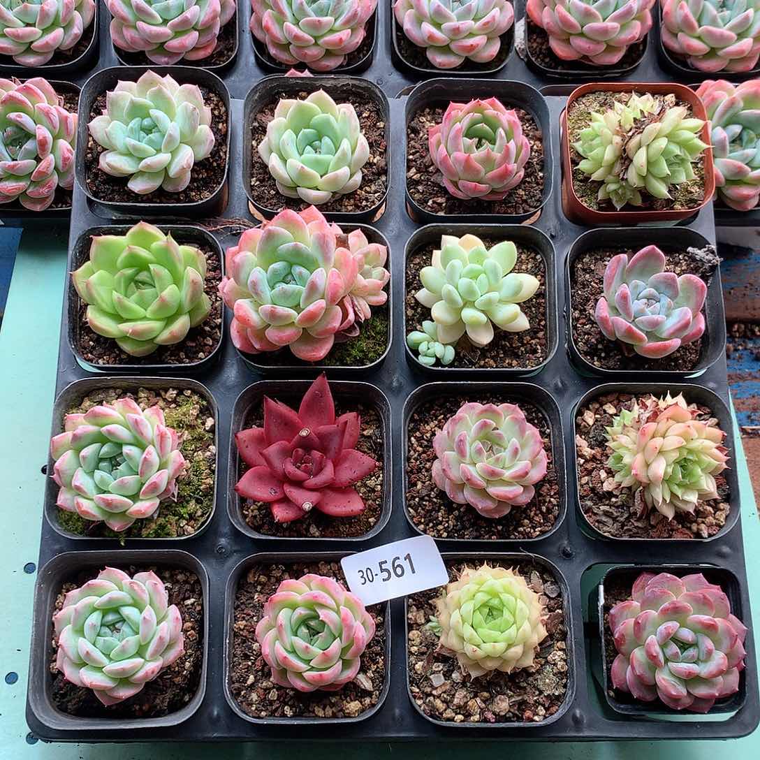 30-561一物一拍带盆土16颗