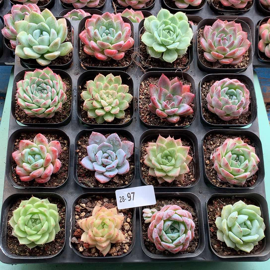 28-97一物一拍带盆16颗