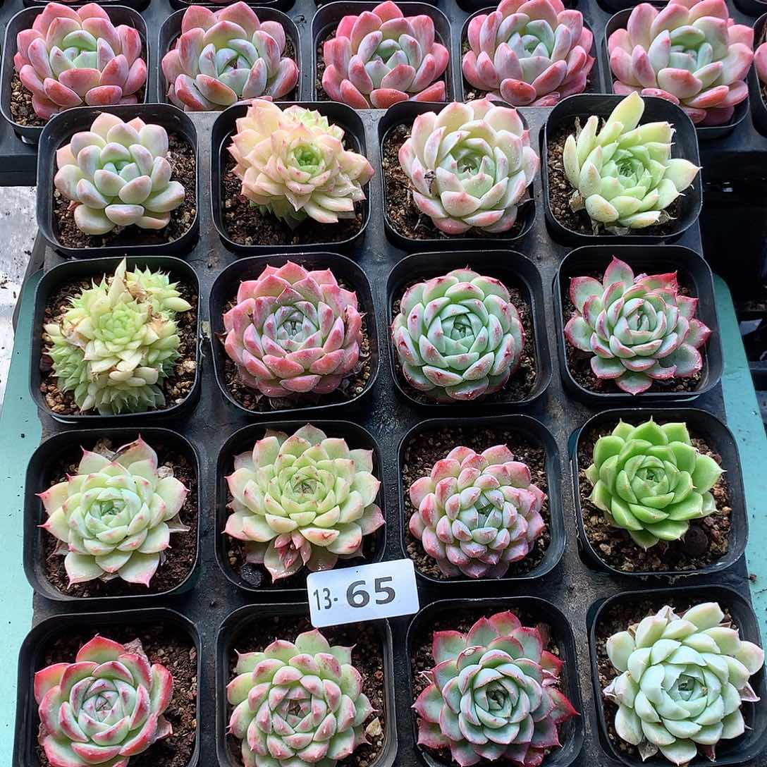 13-65一物一拍带盆16颗