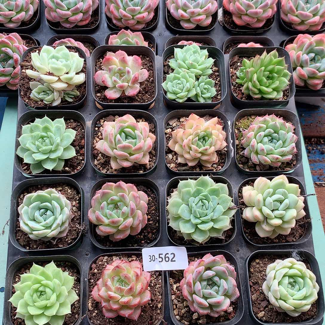 30-562一物一拍带盆土16颗