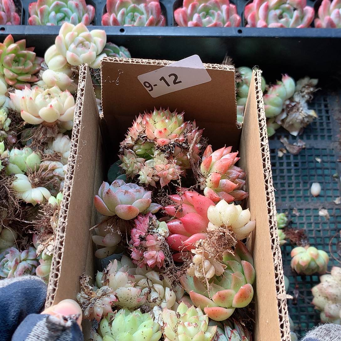 9-12一物一拍脱土