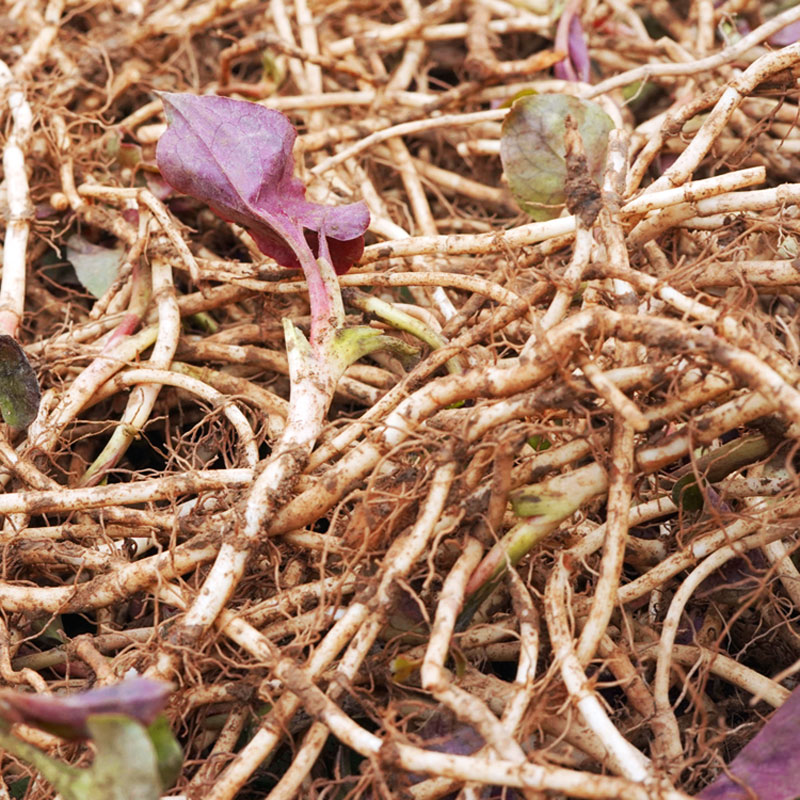 1-5斤 贵州农家鱼腥草新鲜折耳根现挖不洗贵荒山种植人工挑选嫩根