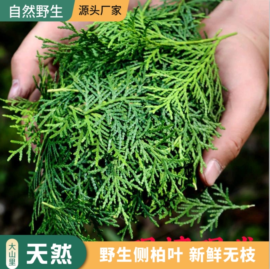 现摘野生新鲜侧柏叶扁柏叶柏树叶枝洗发泡酒熏肉防洗头养发