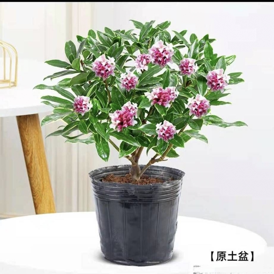 金边瑞香耐寒花卉观花植物室内带花浓香型观花盆栽办公室客厅四季