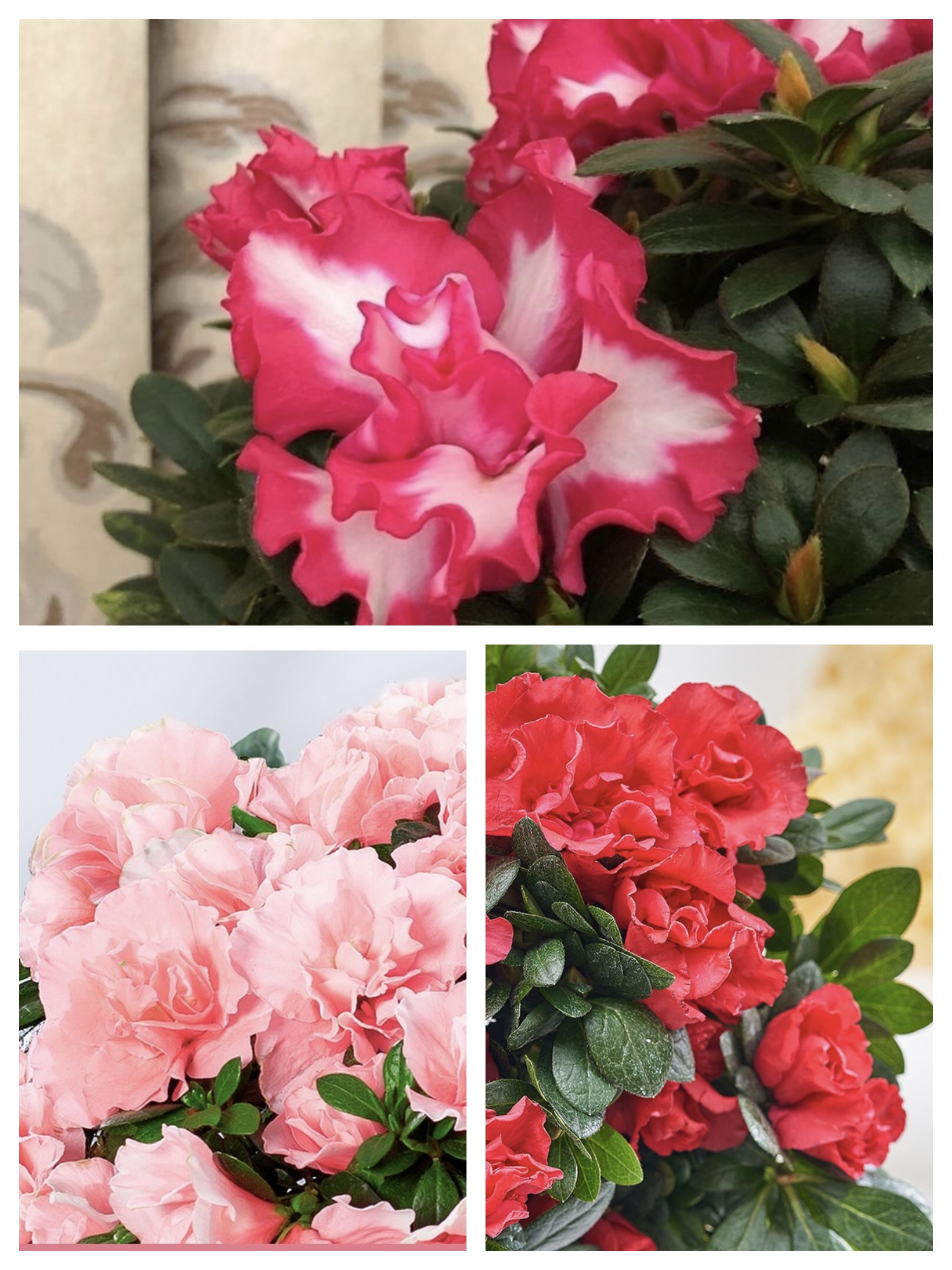 福利款杜鹃花苗，颜色随机发货，没有花苞