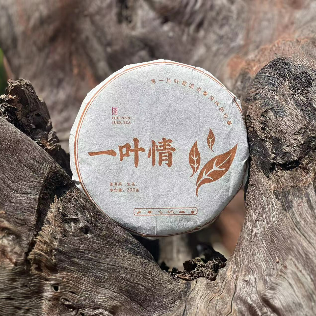 【一叶情】 2023年 普洱【生饼】200g/饼