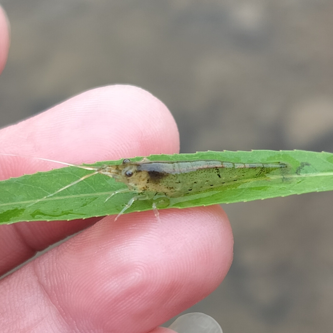 广东省发货顺丰快递 黑壳虾 除藻虾 观赏清洁虾  喂鱼喂龟 工具虾