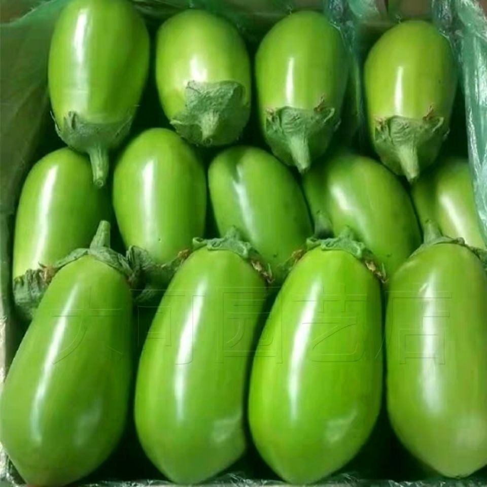 青茄子种子绿茄子绿罐茄种籽四季蔬菜种孑耐寒春季秋菜种