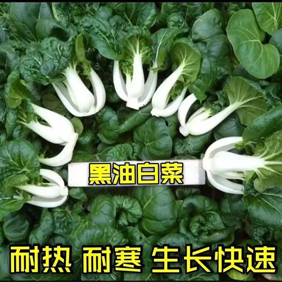 黑油白菜种子小白菜种籽奶白菜乌塌菜四季播乌油冬蔬菜子庭院