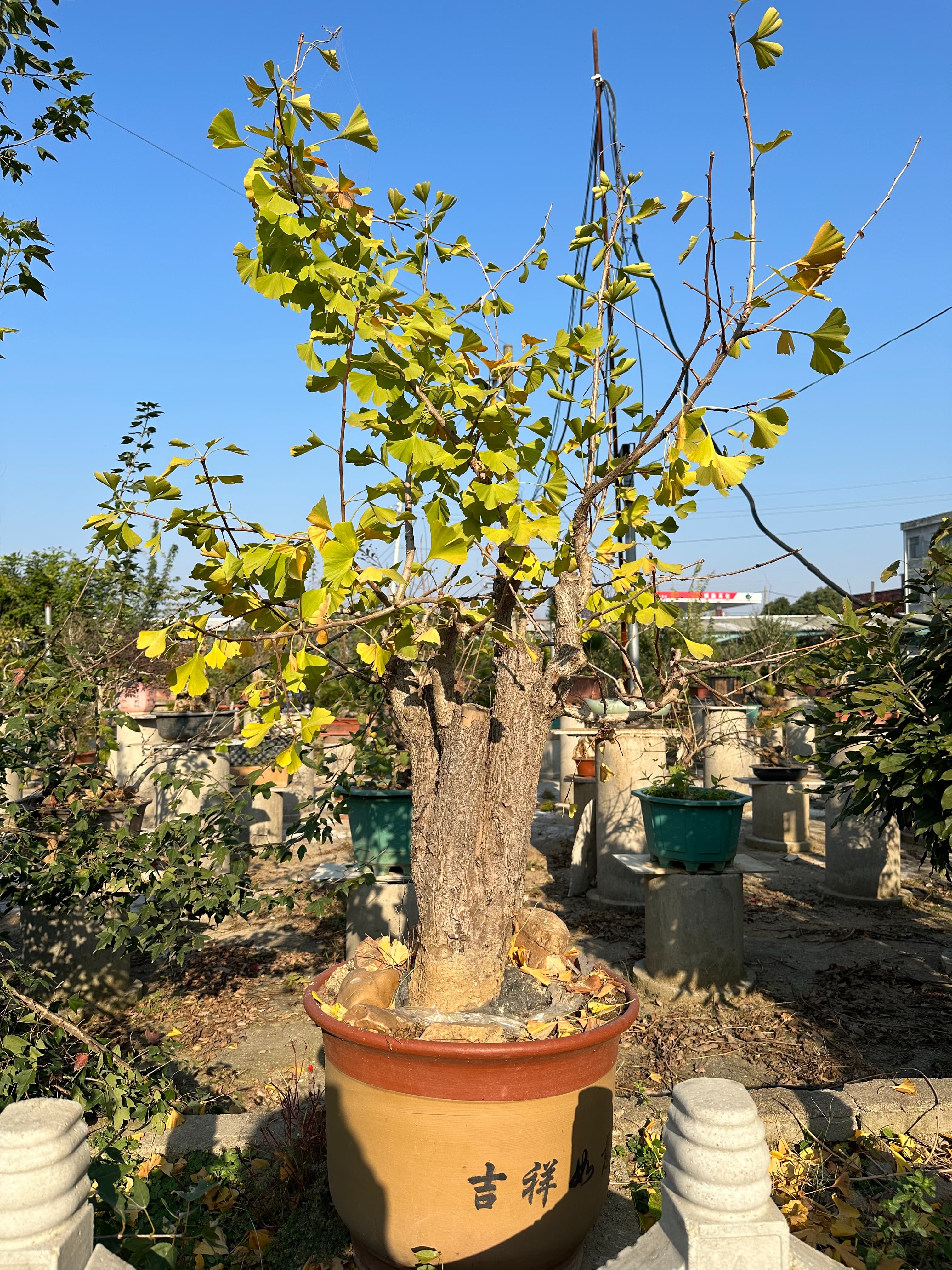生桩盆景花卉绿植园艺