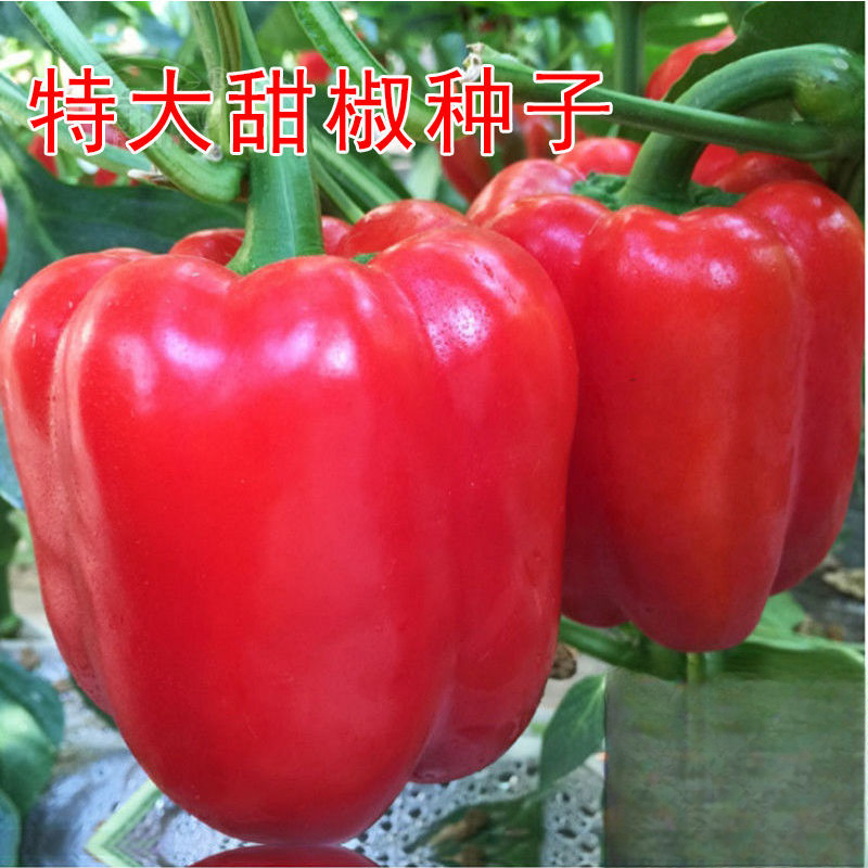 甜椒种子大甜椒青椒灯笼椒菜椒辣椒种子阳台春秋冬季蔬菜种子