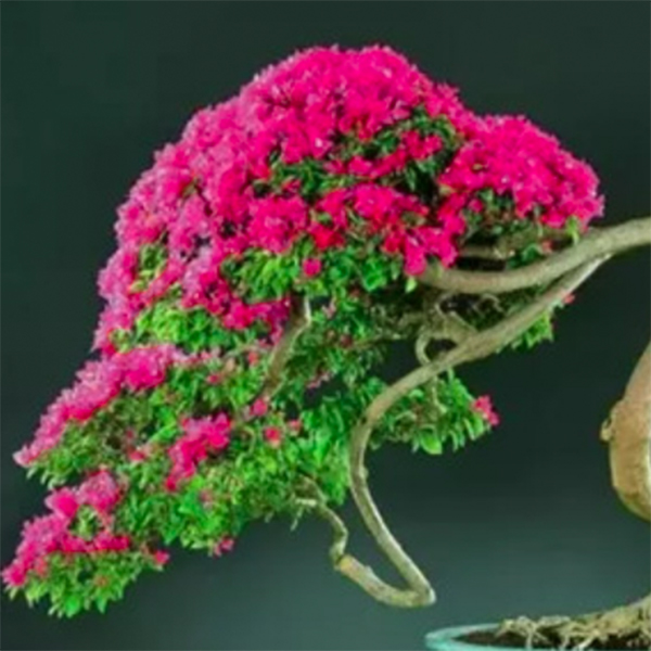 三角梅老桩一物一拍高端盆景