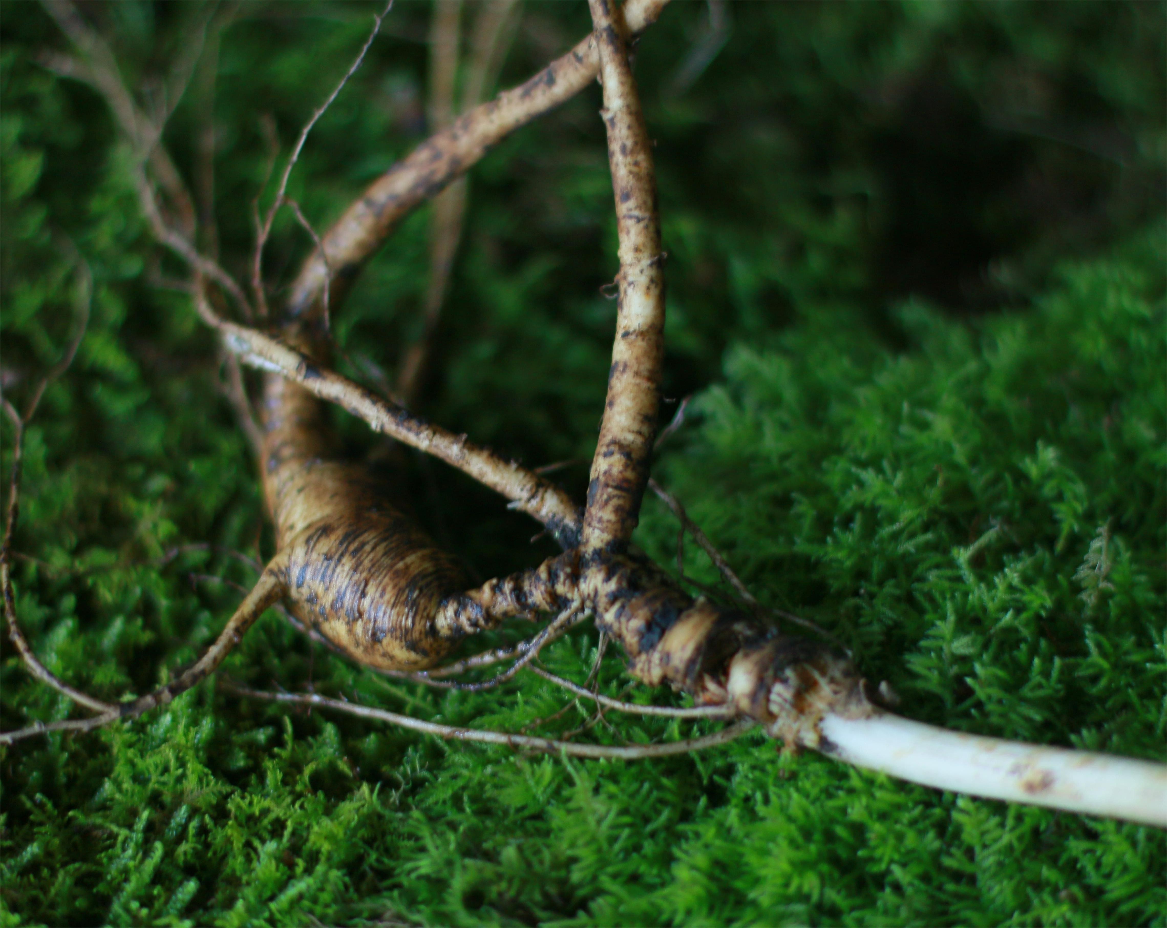 深山 自然生长【林下参】 直播间专属链接