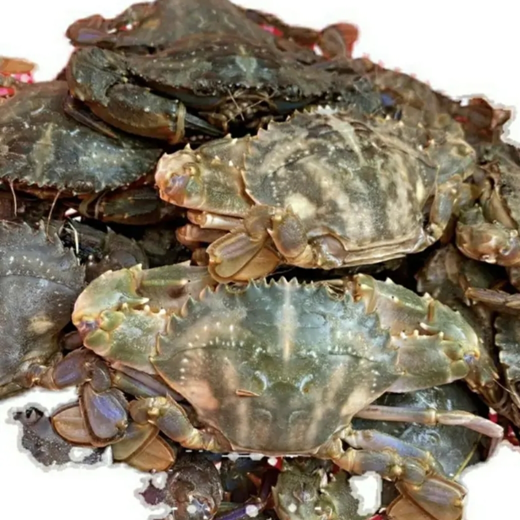 花盖蟹3斤 保鲜保肥不保活