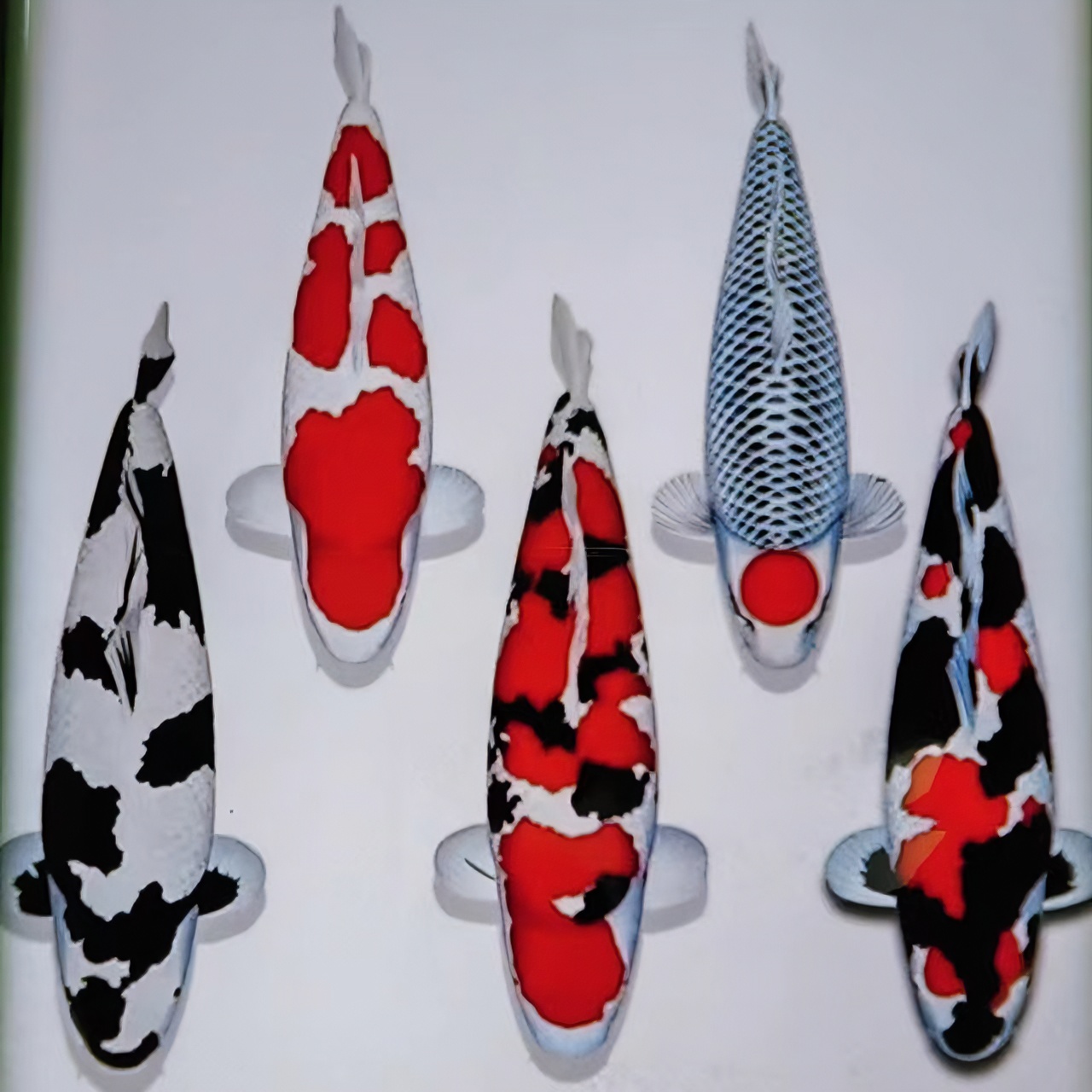 3自家产名鲤子一代锦鲤