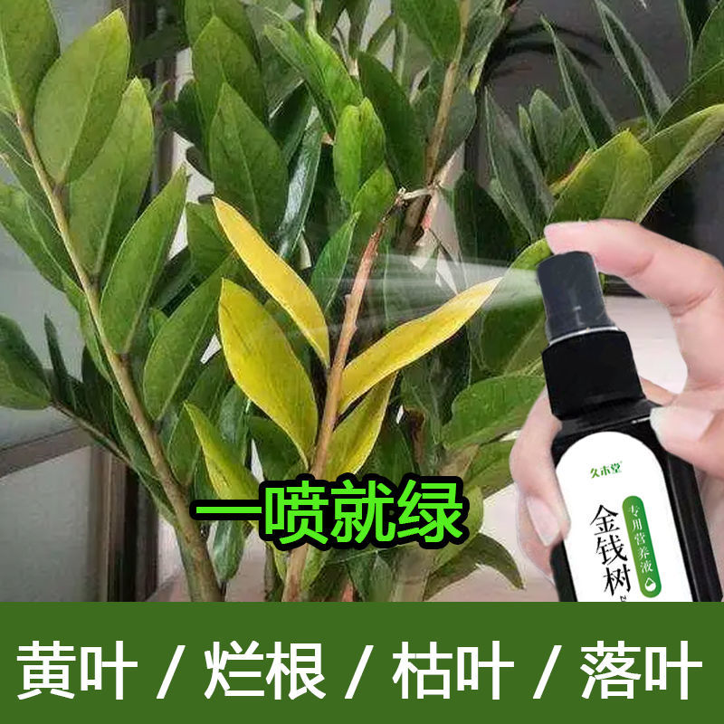 【专治黄叶】金钱树营养液增效催芽防黄叶烂根液体肥免稀释专用肥