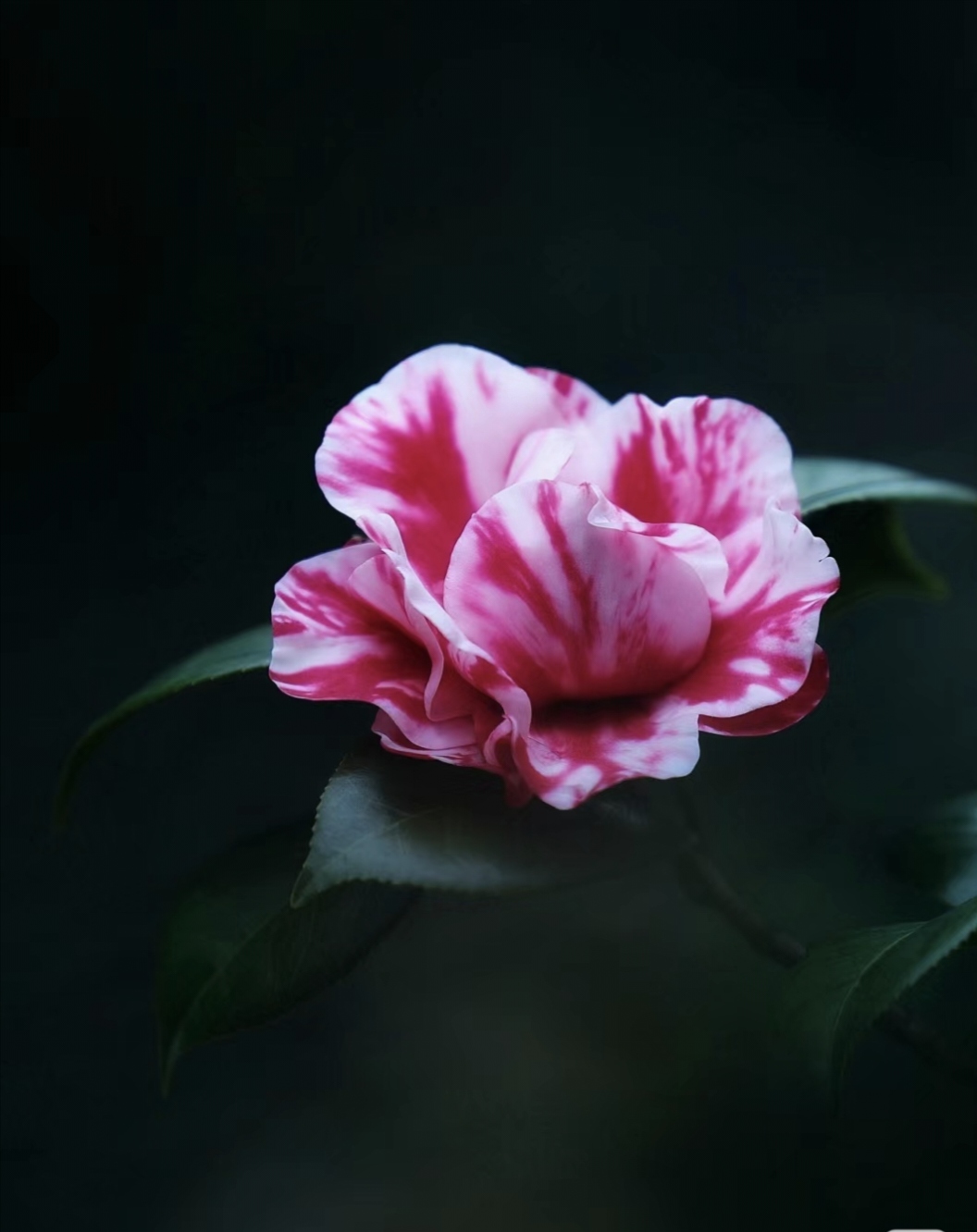 花露珍山茶花盆栽地栽耐寒耐冻四季常青带花苞好养殖冬天开花