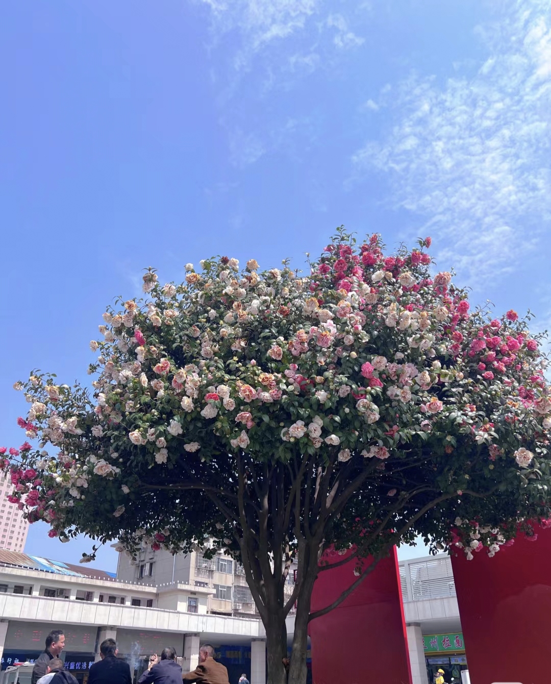 五色赤丹山茶花盆栽地栽耐寒耐冻四季常青带花苞好养殖