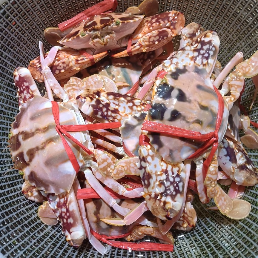 *红花新鲜肥美公母随机发货