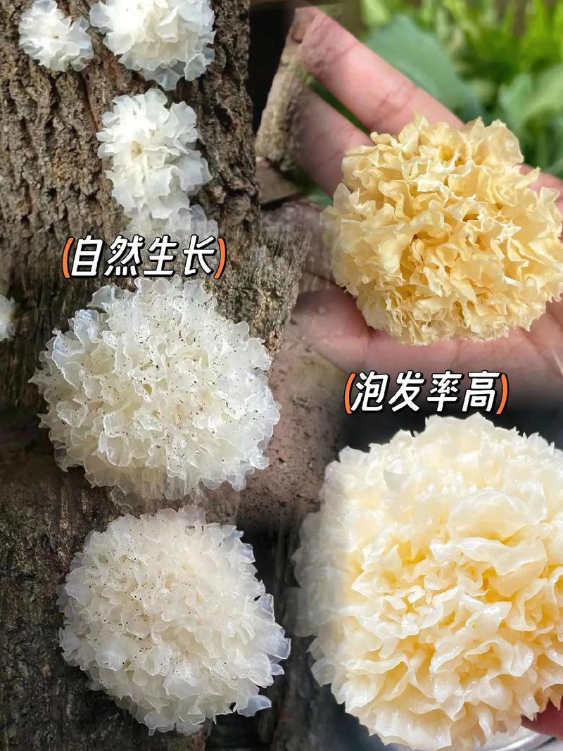 高山农家段木小银耳龙牙百合纯天然