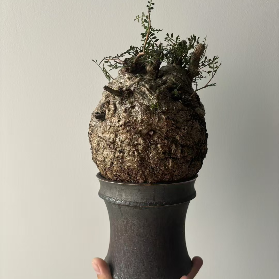 象足漆树快根潮流植物