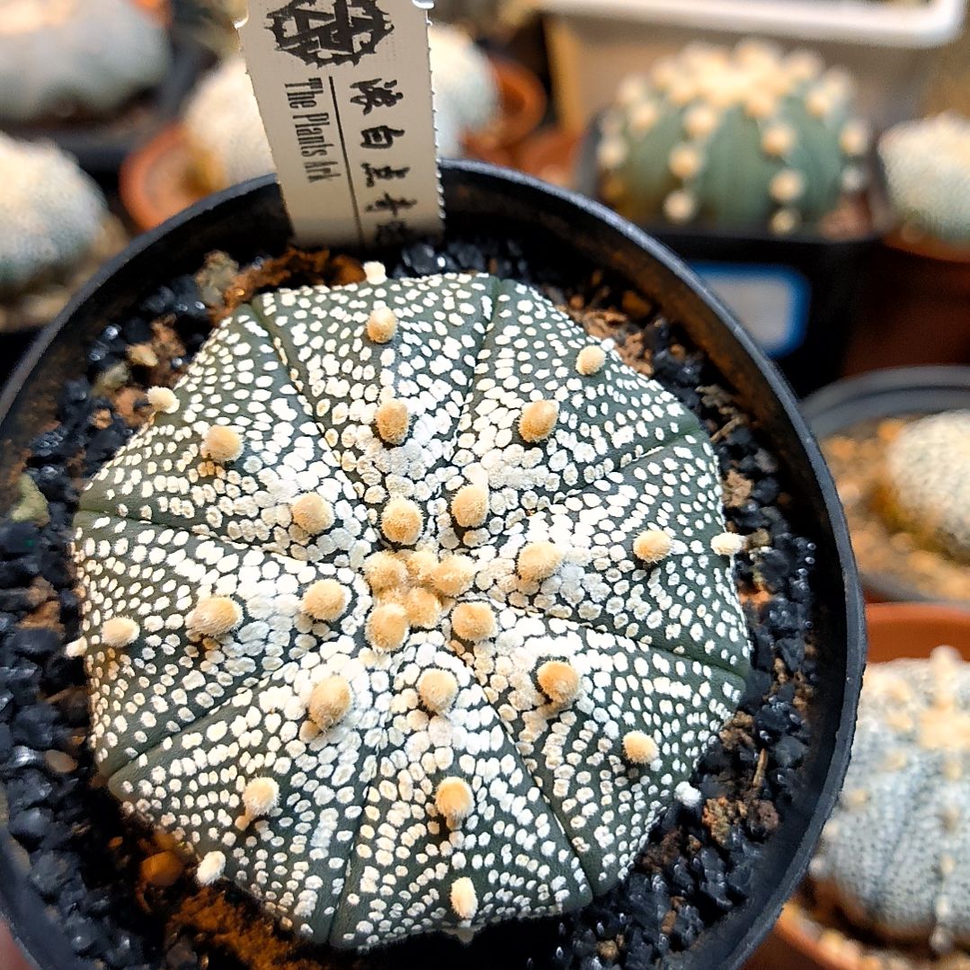 【闪购商品】奇迹5.9