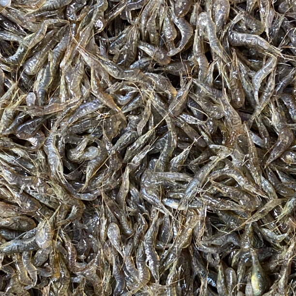 东北野生草虾4斤