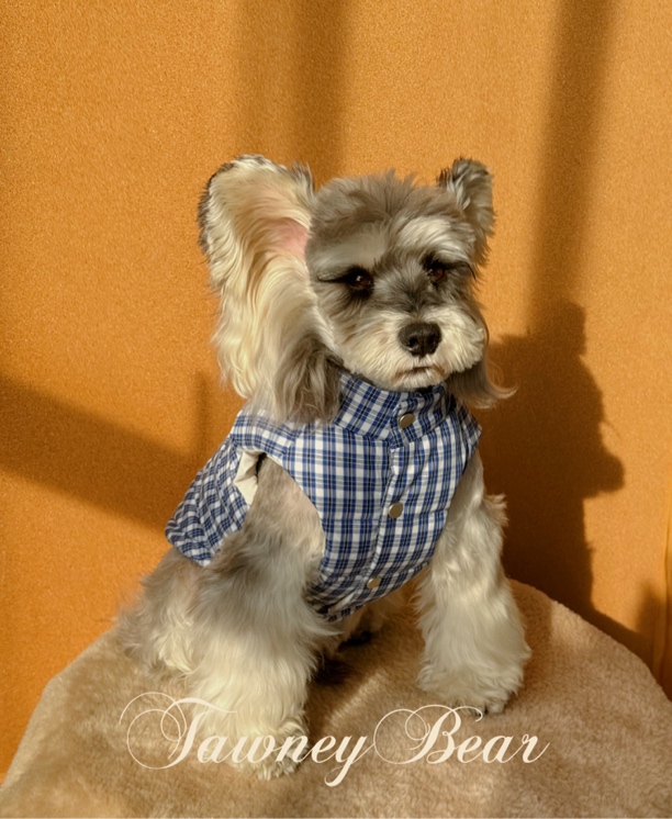 汤尼熊  蓝色格子  羽绒马甲