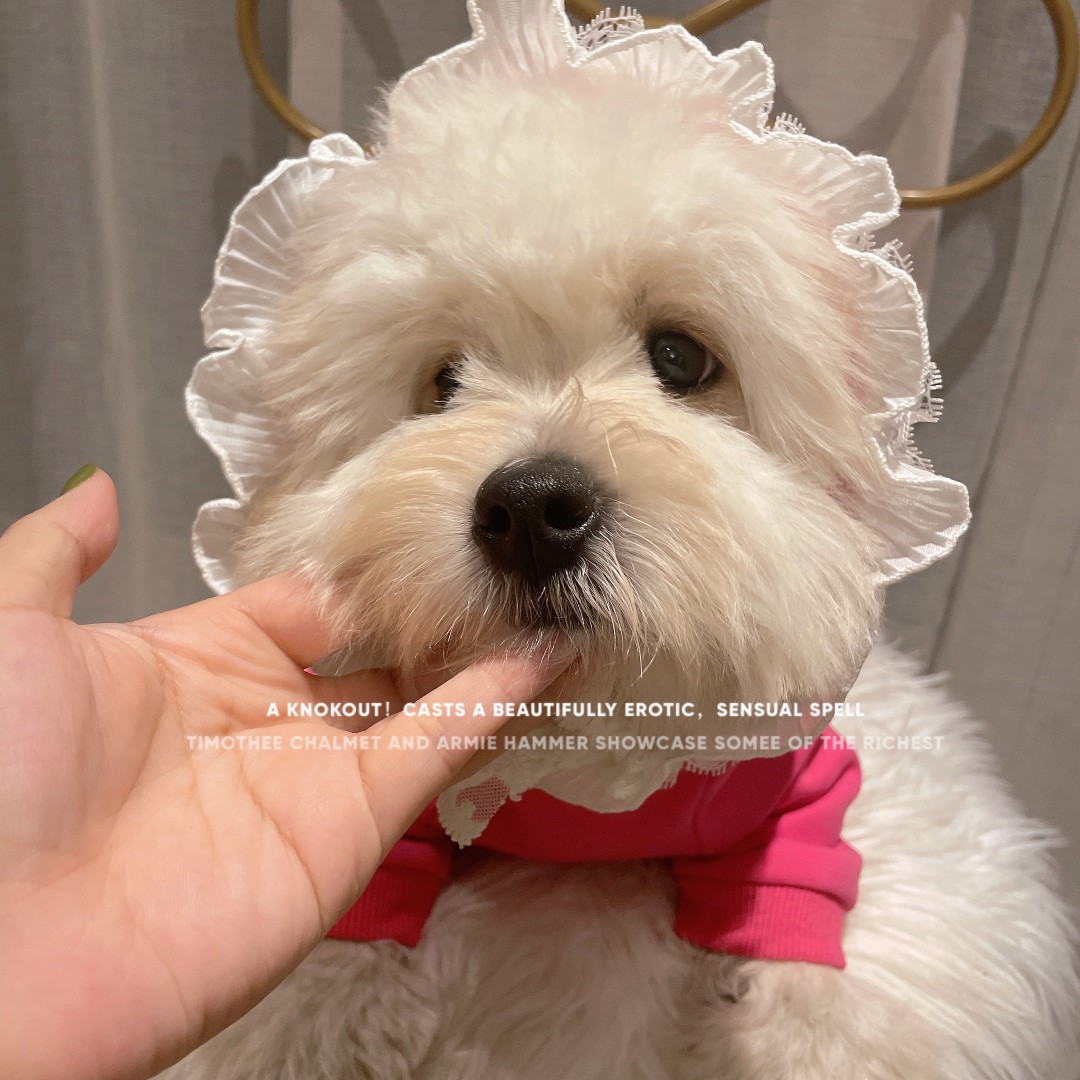  狗狗衣服 雪纳瑞泰迪比熊衣服