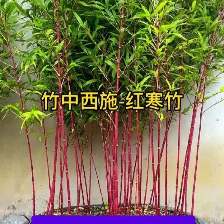 红寒竹散生竹子盆栽阳台室内外桌面绿植稀有红竹越冷越红