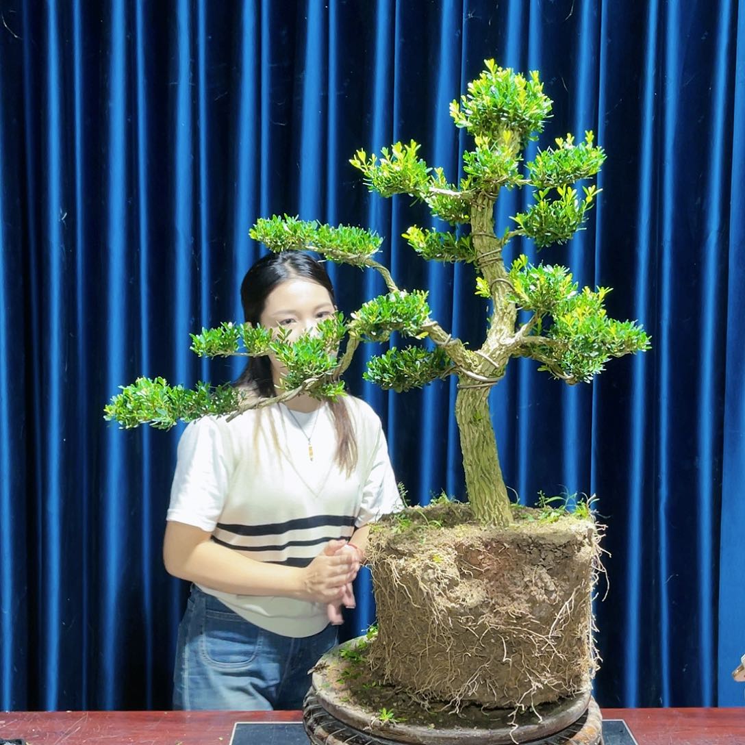 广东皱皮雀舌黄杨广东黄杨盆景