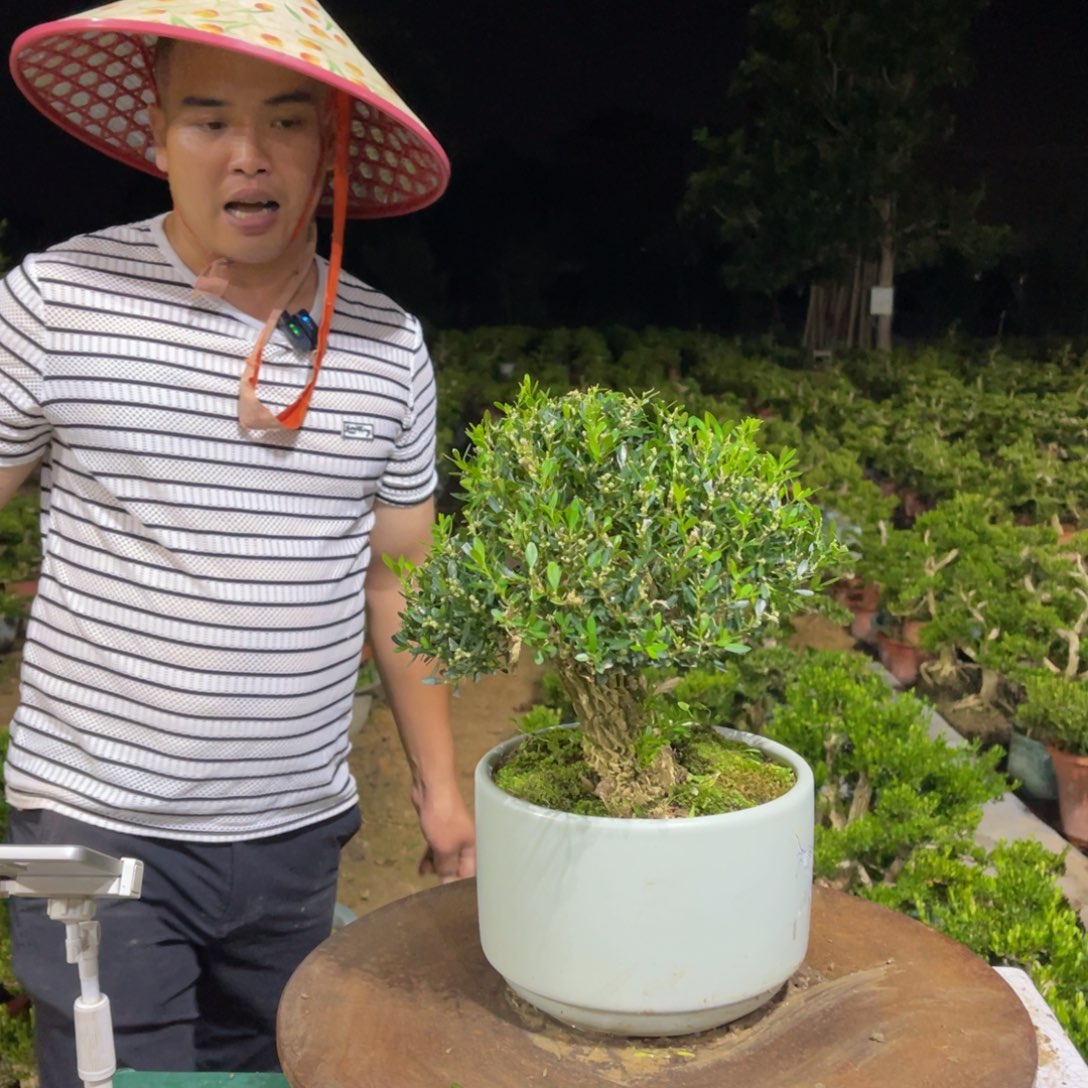 绿植黄杨盆景雀舌软枝