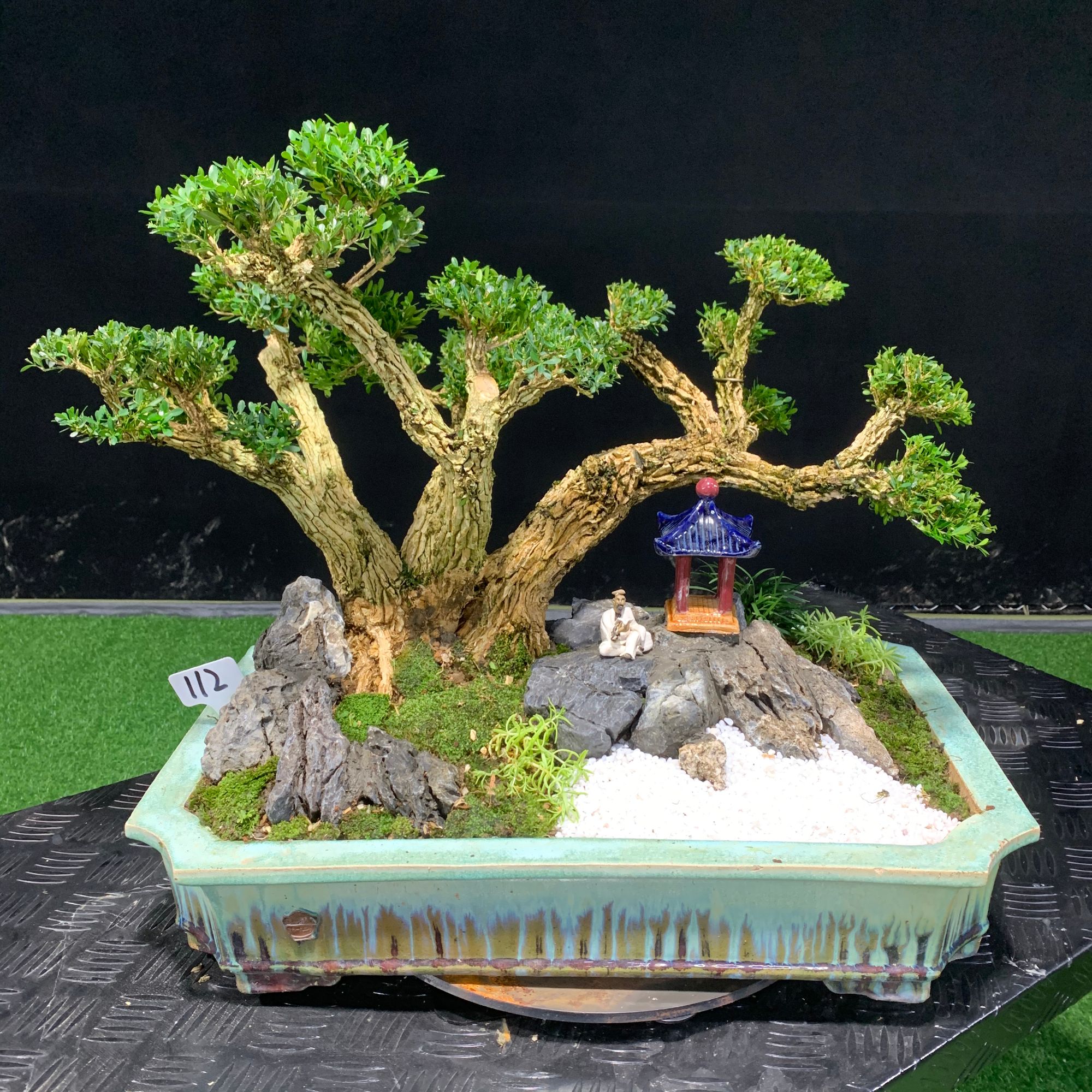 【112号】多干组合丛林黄杨盆景石头布局造景四季常青植物盆栽小叶