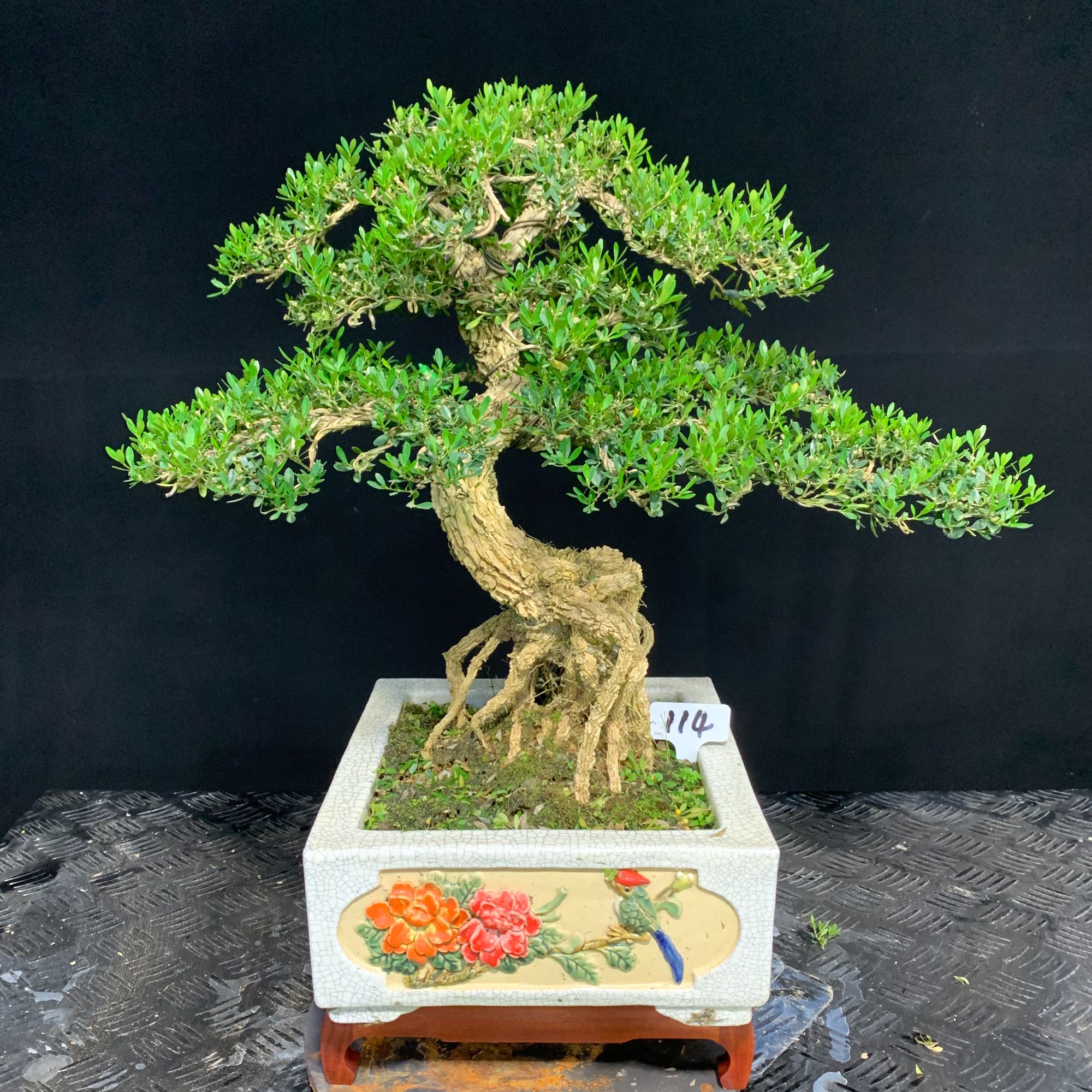 【114号】造型黄杨树日式矮霸盆景小叶四季常青植物室内外好养易活