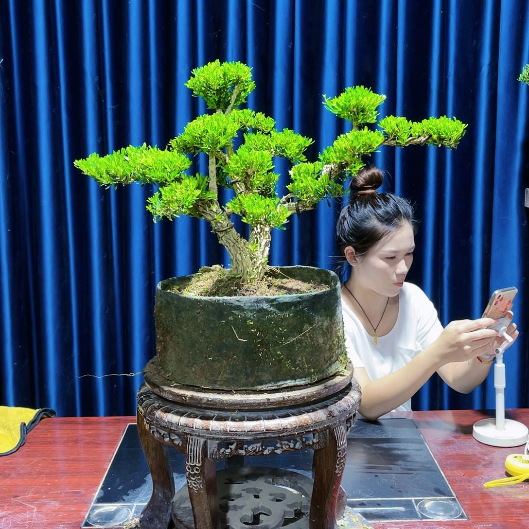 盆景广东黄杨盆景