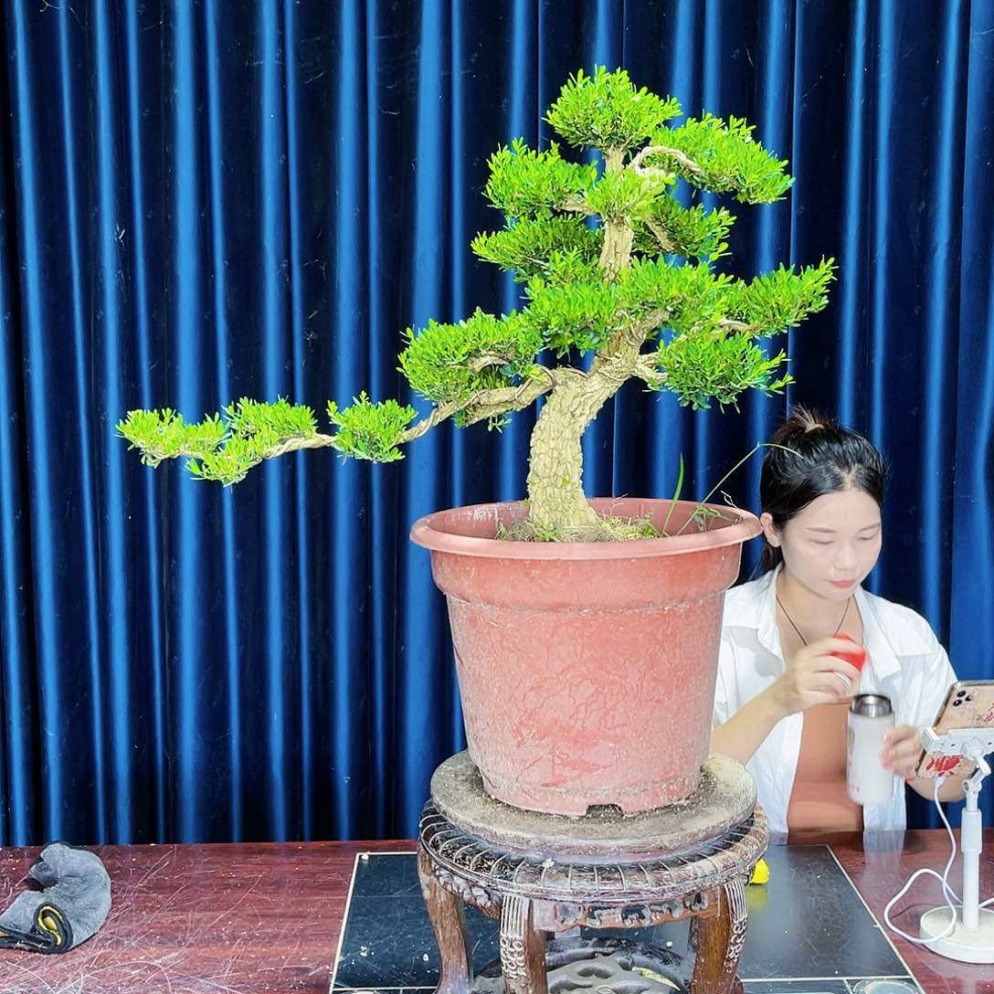 盆景广东黄杨盆景