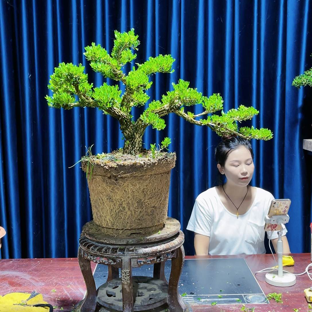 盆景广东黄杨盆景