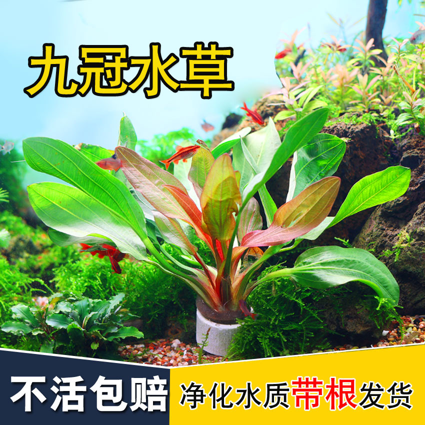 大叶绿九冠鱼缸造景红水草活体绿菊蜈蚣草鱼缸新手懒人活体
