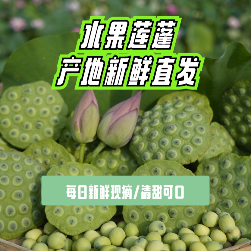 【水果嫩莲蓬】顺丰包邮 湘莲产地现摘清甜可口80%颗粒饱满
